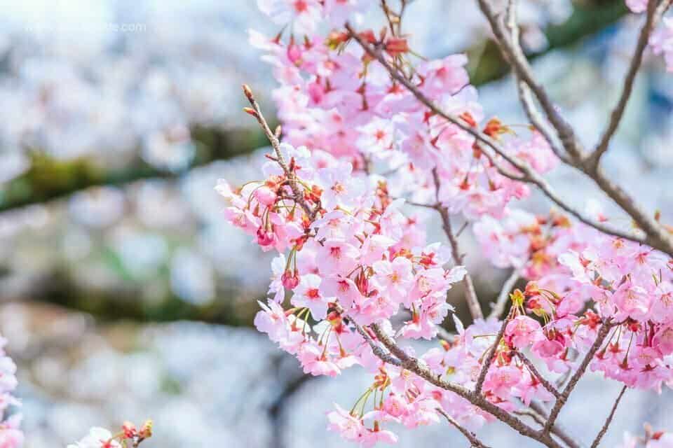 1ปี มีครั้งเดียว ถนนสายนักปราชญ์จุดชมซากุระสุดสวยในเกียวโต